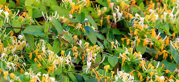 Honeysuckle: What is it? Honeysuckle: What is it?