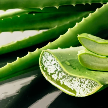 Cuidados com aves usando Aloe Vera