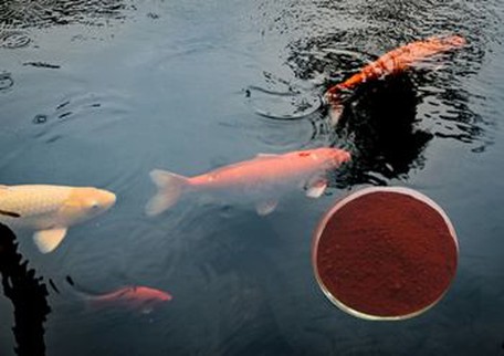 astaxanthin manufacturer astaxanthin manufacturer